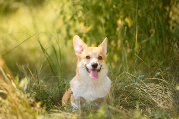 Puppy corgi in a sunny meadow. Summer walk.