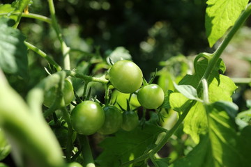 家庭菜園の若いミニトマト　日本