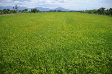 green field and blue sky