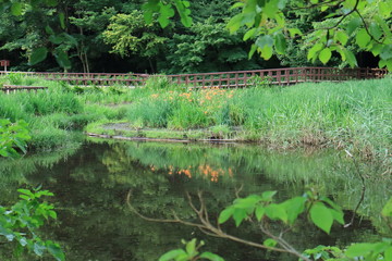 大和市泉の森公園に池とノカンゾウ