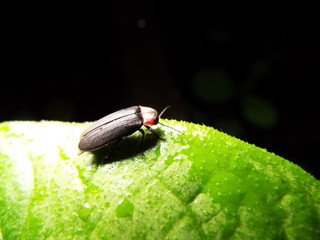 ゲンジボタル firefly