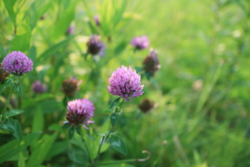 陽を浴びるレンゲソウ