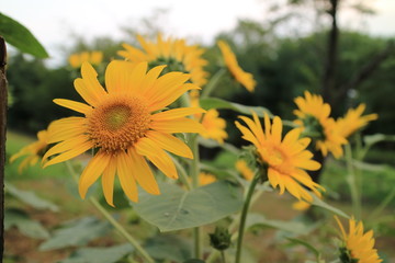 ひまわりの花