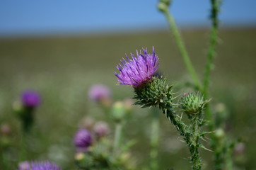 Beautiful flower of purple thistle. Pink flowers of burdock. Burdock thorny flower close-up. Flowering thistle or milk thistle