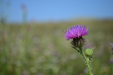 Beautiful flower of purple thistle. Pink flowers of burdock. Burdock thorny flower close-up....