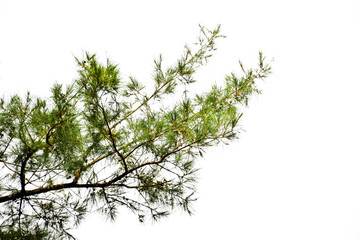 Branches of pine leaves isolated on white background