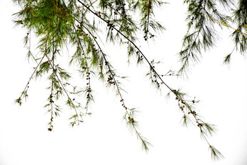 Obraz premium Branches of pine tree isolated on white background