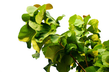 Branches of teak tree with green leaves isolated on white background