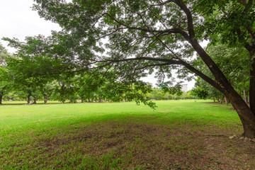 The lawn in the garden is bright green. On a cloudy day