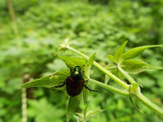 マメコガネ japanese beetle