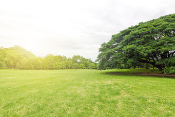 The grass field and the trees in the park are bright green.
