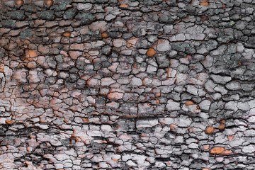 wood wall background texture