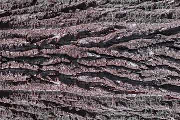 background of texture wood