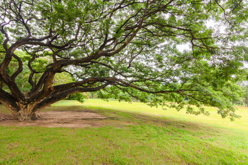 Fototapeta premium Big trees in a fresh green nature garden