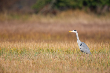 Grey Heron (Ardea cinerea) on a meadow in the nature protection area Moenchbruch near Frankfurt, Germany.