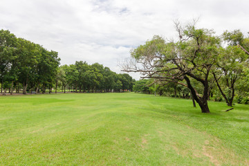 Big trees in a fresh green nature garden