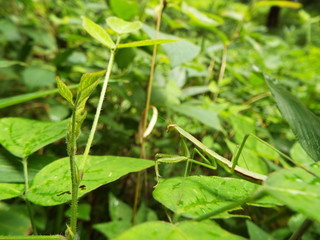 カマキリ mantis