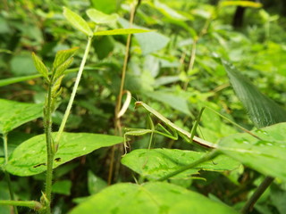 カマキリ mantis
