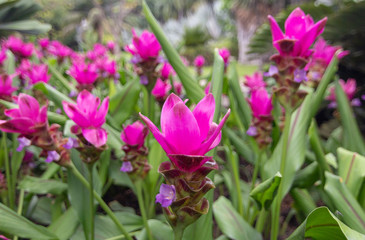 Obraz na płótnie Canvas Fresh pink flowers that bloom in the garden