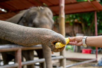 Feeding elephants with corn By tourists
