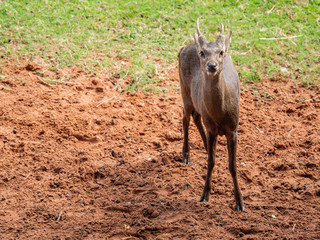 Deer are beautiful animals