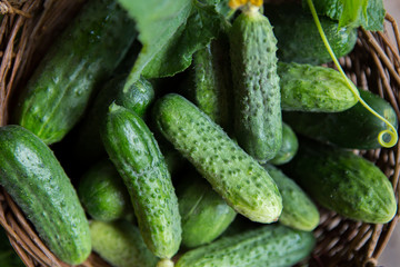 Basket with cucumbers. Autumn harvesting. Summer harvest. Blanks for the winter. Basket of vegetables. Fresh cucumbers, top view