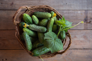 Basket with cucumbers. Autumn harvesting. Summer harvest. Blanks for the winter. Basket of vegetables. Fresh cucumbers, top view