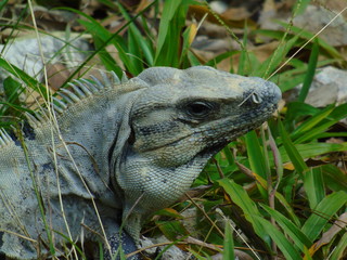 Iguane