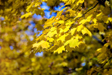 Autumn background-yellow maple leaves in the city Park 