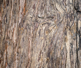 Obraz premium Close up Original brown wood from tree background and texture.