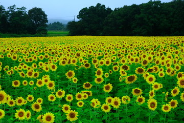 Fototapeta premium 岩手県 夏のひまわり畑