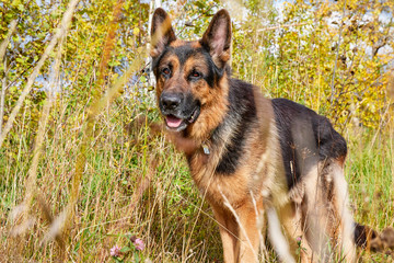 Dog German Shepherd outdoors in an autumn day