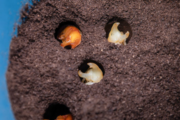 Larvae that are waiting for a pupa, Security concept, Future protein sources, Fighting beetle in the hole, Evolution of insects