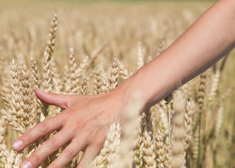 A man with his back to the viewer in a field of wheat touched by the hand of spikes in the sunset light.