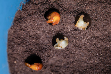 Larvae that are waiting for a pupa, Security concept, Future protein sources, Fighting beetle in the hole, Evolution of insects