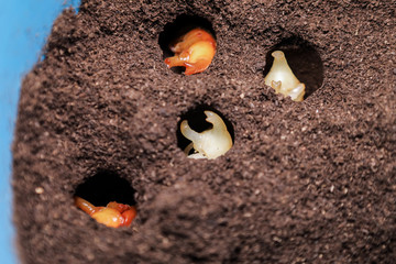 Larvae that are waiting for a pupa, Security concept, Future protein sources, Fighting beetle in the hole, Evolution of insects