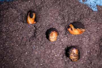 Larvae that are waiting for a pupa, Security concept, Future protein sources, Fighting beetle in the hole, Evolution of insects