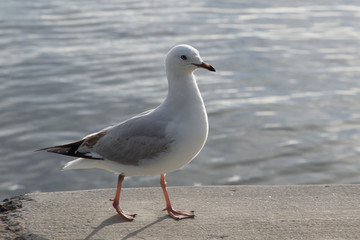 Seagull on the beach walking proudly