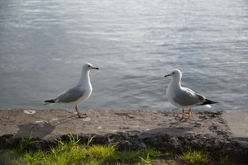 Two seagulls talking on the beach
