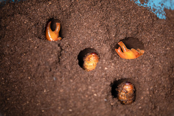 Larvae that are waiting for a pupa, Security concept, Future protein sources, Fighting beetle in the hole, Evolution of insects