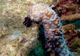 Blackspotted Sea Cucumber (Pearsonothuria graeffei)