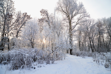 Snow covered trees in a winter forest and small path between them