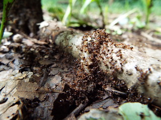 アリの行列 a line of ants