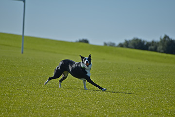 Black and white dog running on green field