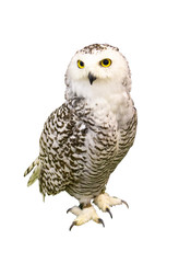 Portrait of Owl with clipping path. standing in front of white background