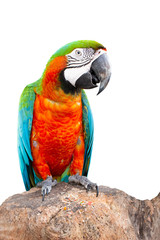 Macaw parrot with cliping path. Colorful bird perching on branch. Portrait of amazon's parrot or colorful parrot on white background.