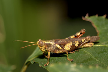 The little grasshopper.