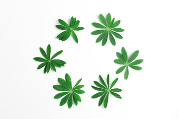 green leaves of lupine folded in a circle. beautiful minimalist composition. flat lay, copy space