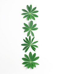 vertical composition. fresh green leaves of lupine on a white background. flat lay, top view