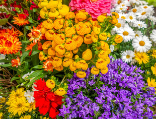 colorful flowers